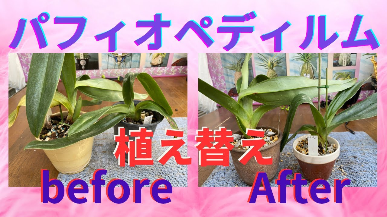 パフィオペディルム　らん　ラン　園芸ネット　ガーデニング　蘭植替え　根腐れ