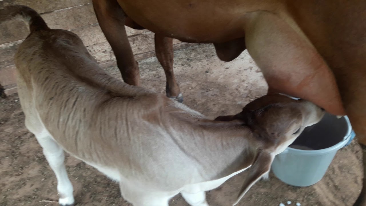 Mamando na vaca  tirando leite e colocando o bezerro para  mamar