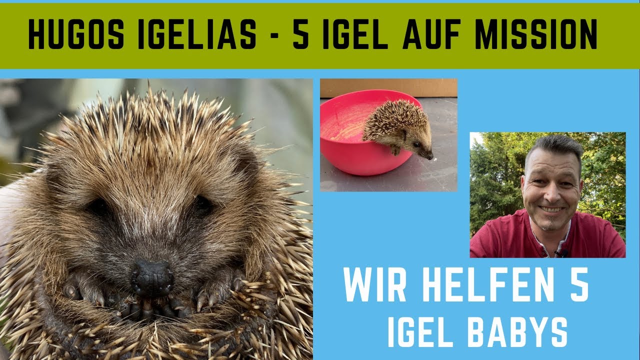 Hugos Igelias - 5 Igel auf Mission Überleben. Wir machen 5 Igel Babys winterfit.