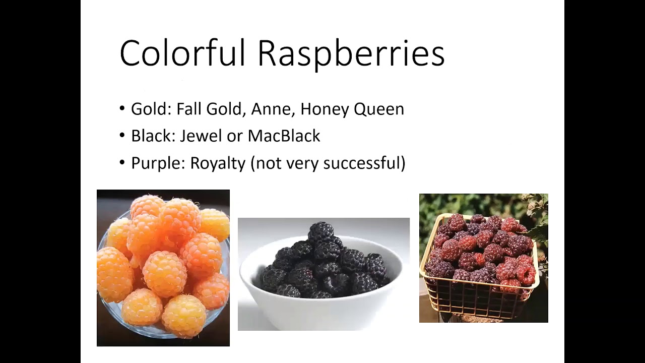 Grow & Give: Berries for the CO Garden - Raspberries and Blackberries