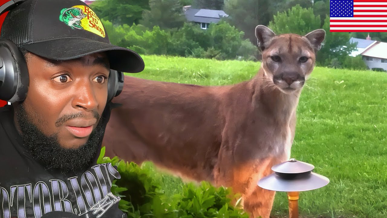 Почему на чьем-то заднем дворе оказались горные львы? — В Великобритании такого НИКОГДА бы не слу...