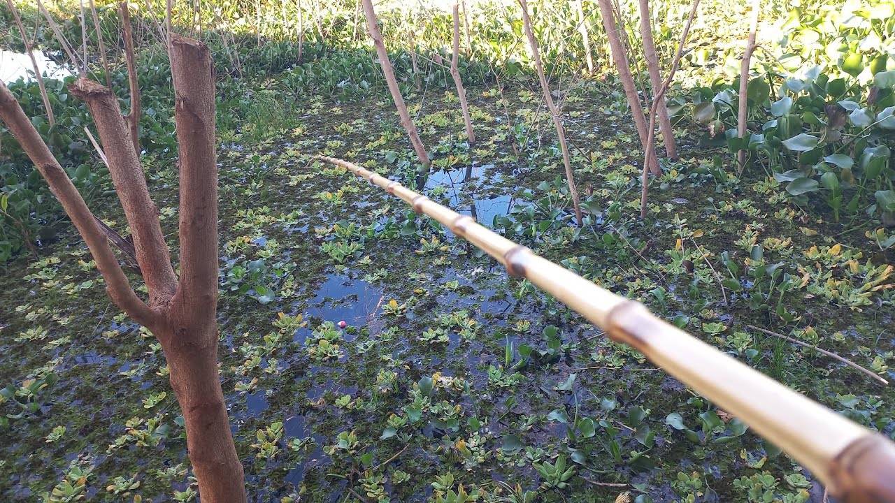 Isso n&atilde;o &eacute; comum acontecer nessa &eacute;poca Cardume gigante de trair&atilde;o atacando a isca Pescaria caipira