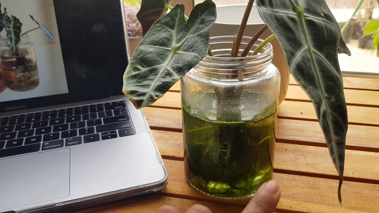 Alocasia amazonica -how I stopped killing it.