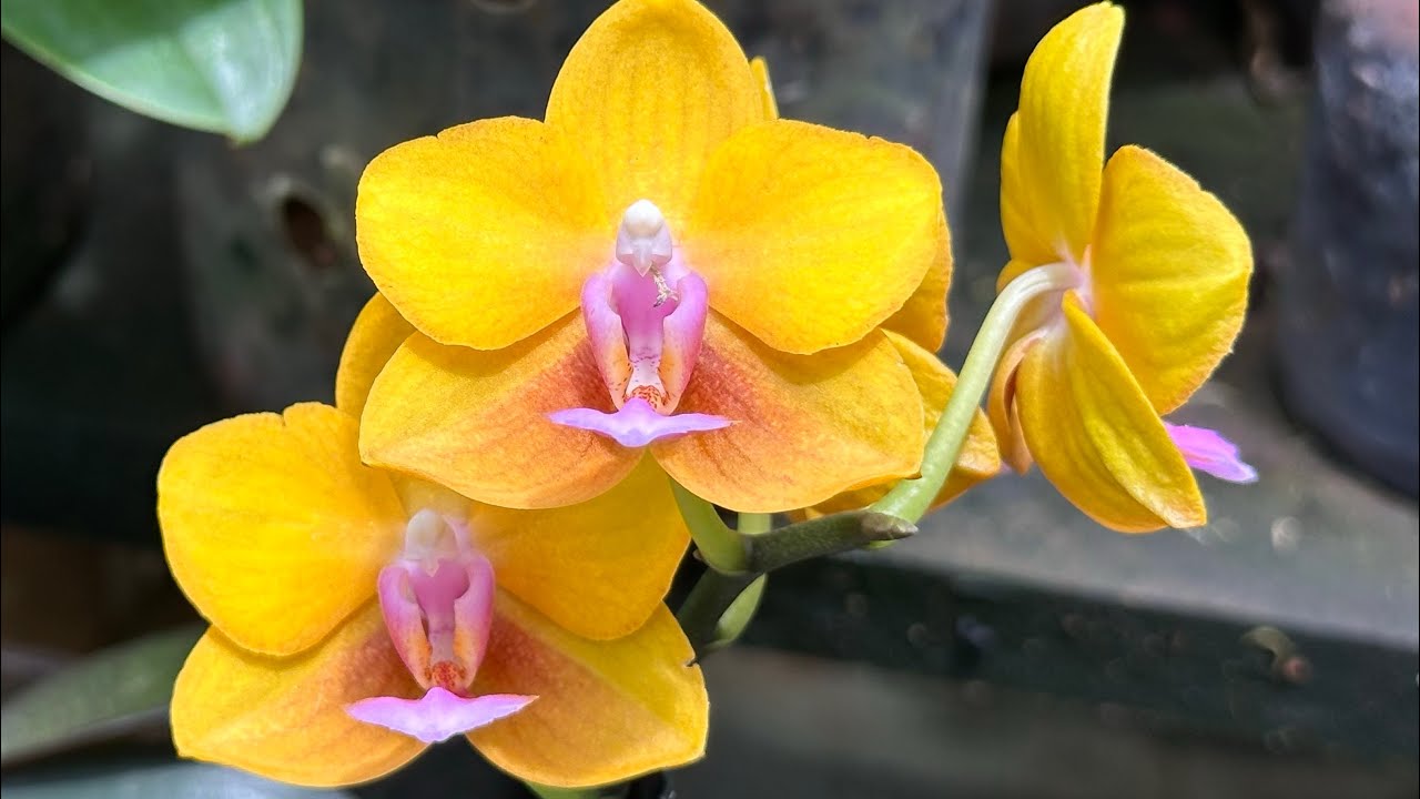 PHALAENOPSIS CHARMING LITTLE GOLDEN