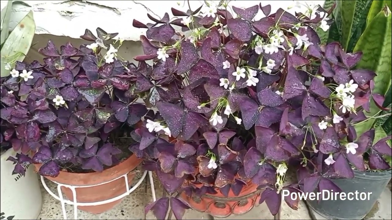 Surprising features of Oxalis Triangularis 