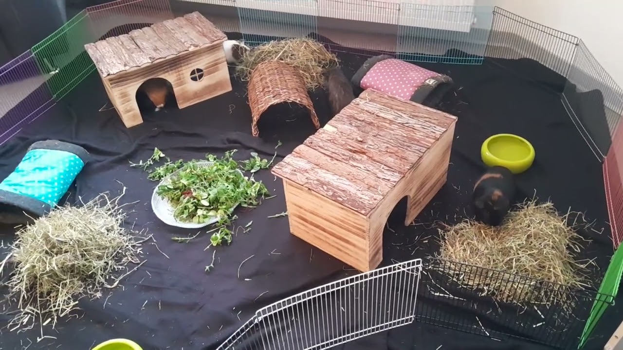 Preudomedizin Marke Meerschweinchen!