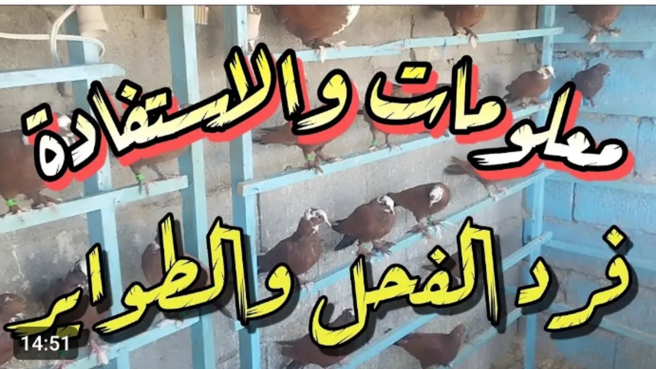 طريقه فرد الفحل والطواير من هيه وازغار 18/5/2025