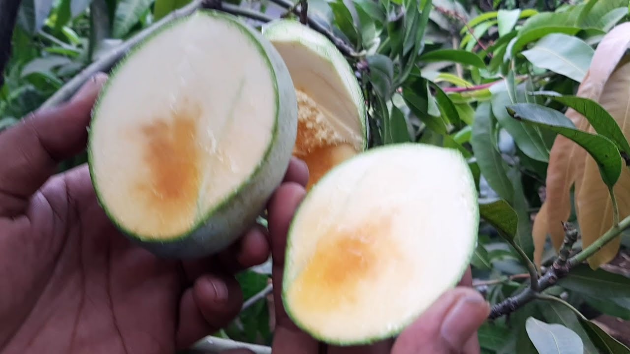 Panen mangga manalagi madu | mangga indonesia