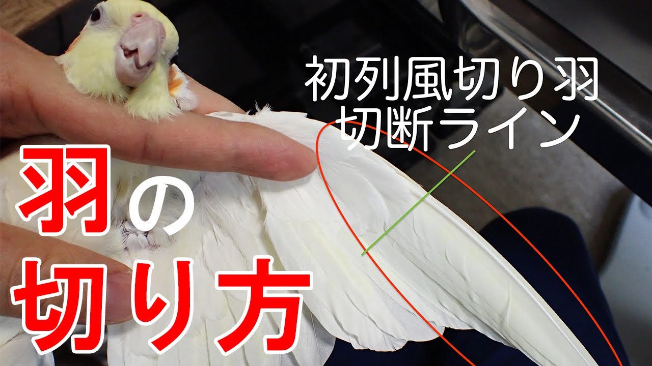 【インコ・オウム】獣医師が教えるクリッピング（羽の切り方）