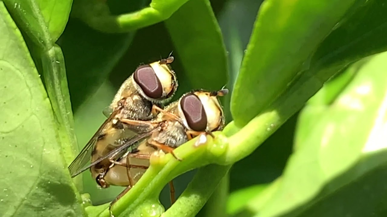 Insectos beneficiosos en finca ecológica de cítricos