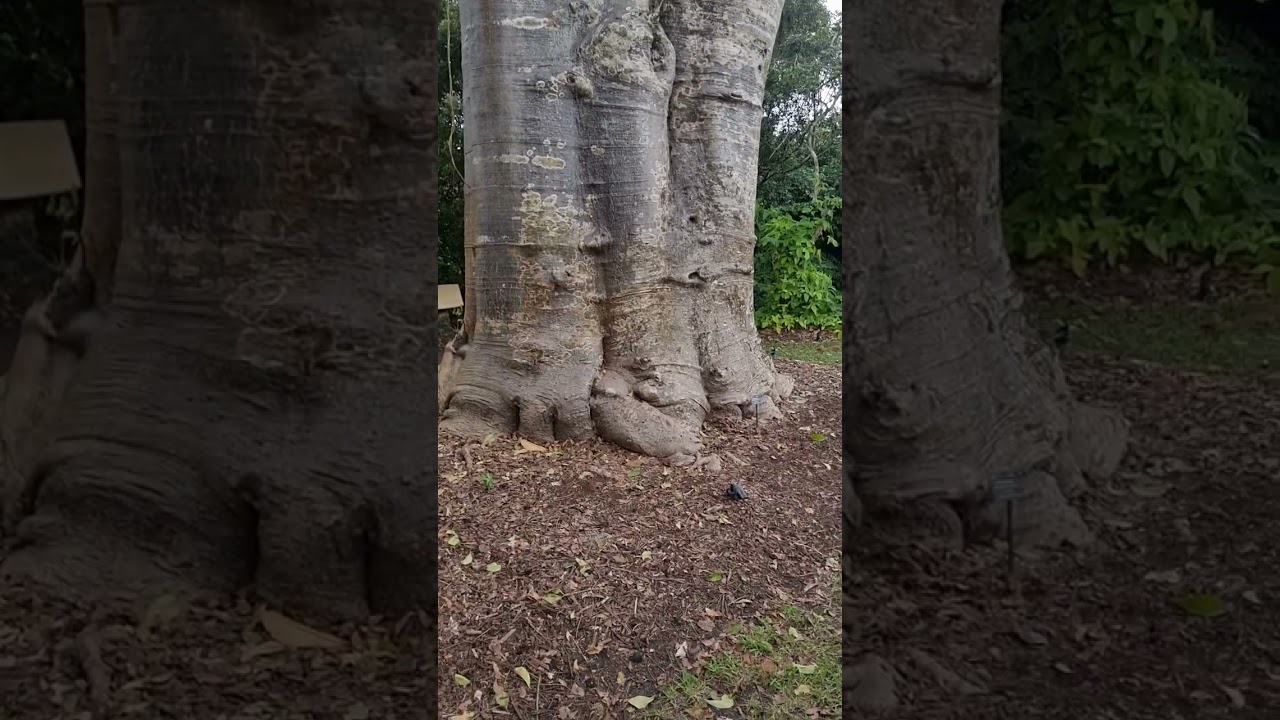 Baobab Tree (Adansonia digitata) in Fairchild Tropical Botanic Garden).