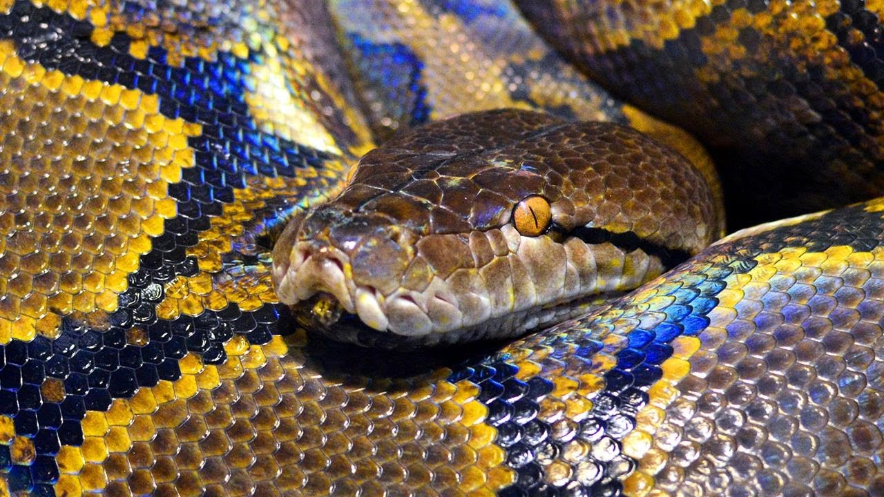 Indiana Woman Strangled by Python