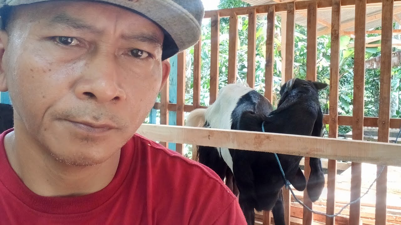 🔴GAE KANDANG KAMBING ETAWA
