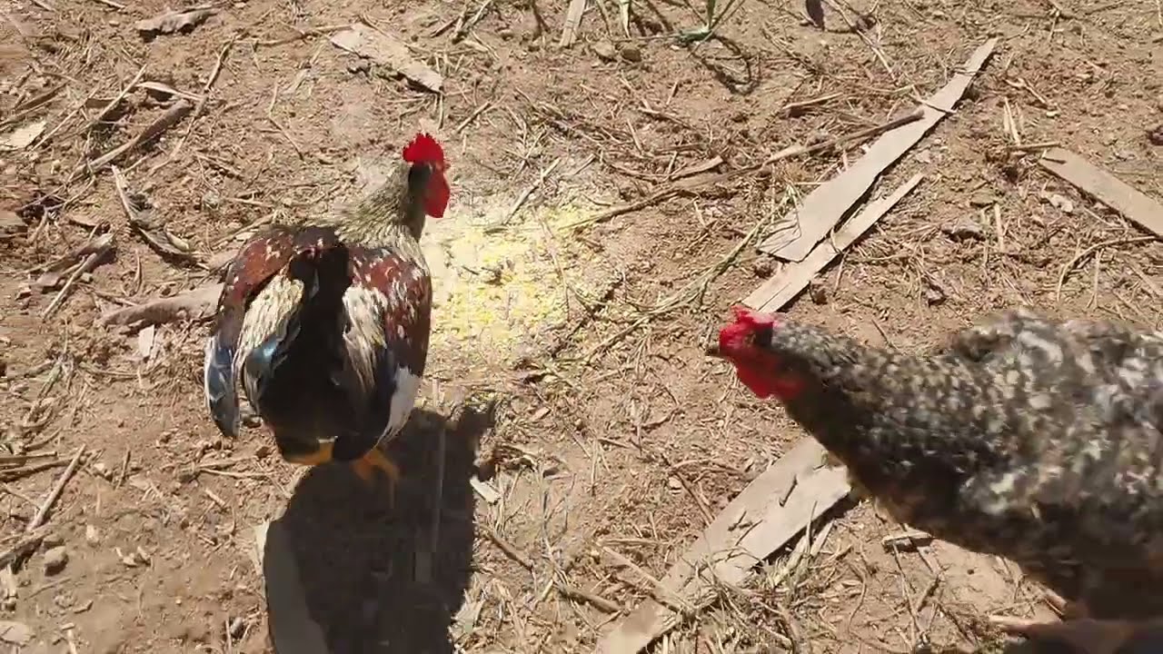 ROTINA SIMPLES COM AS GALINHAS NO GALINHEIRO - ( PARTE 3 )