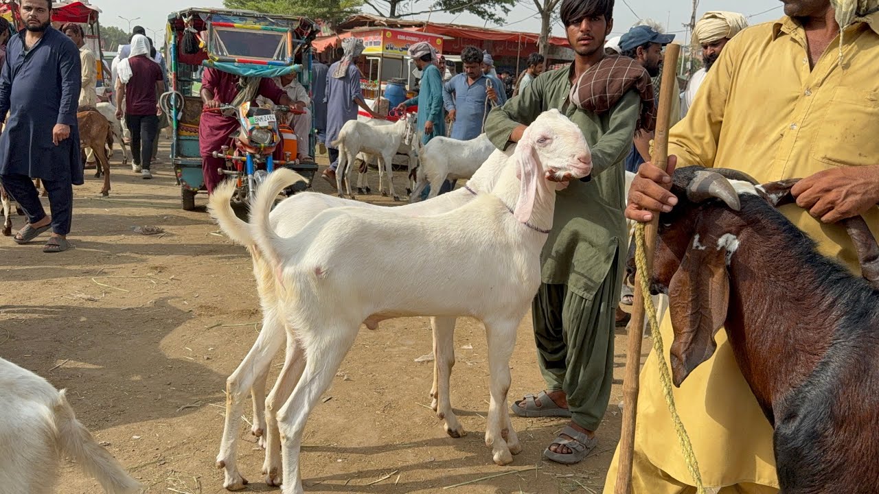 Live Deal 70 Bakro ki Lahore Mandi Shahpur Kanjra Mazhar Biba Official