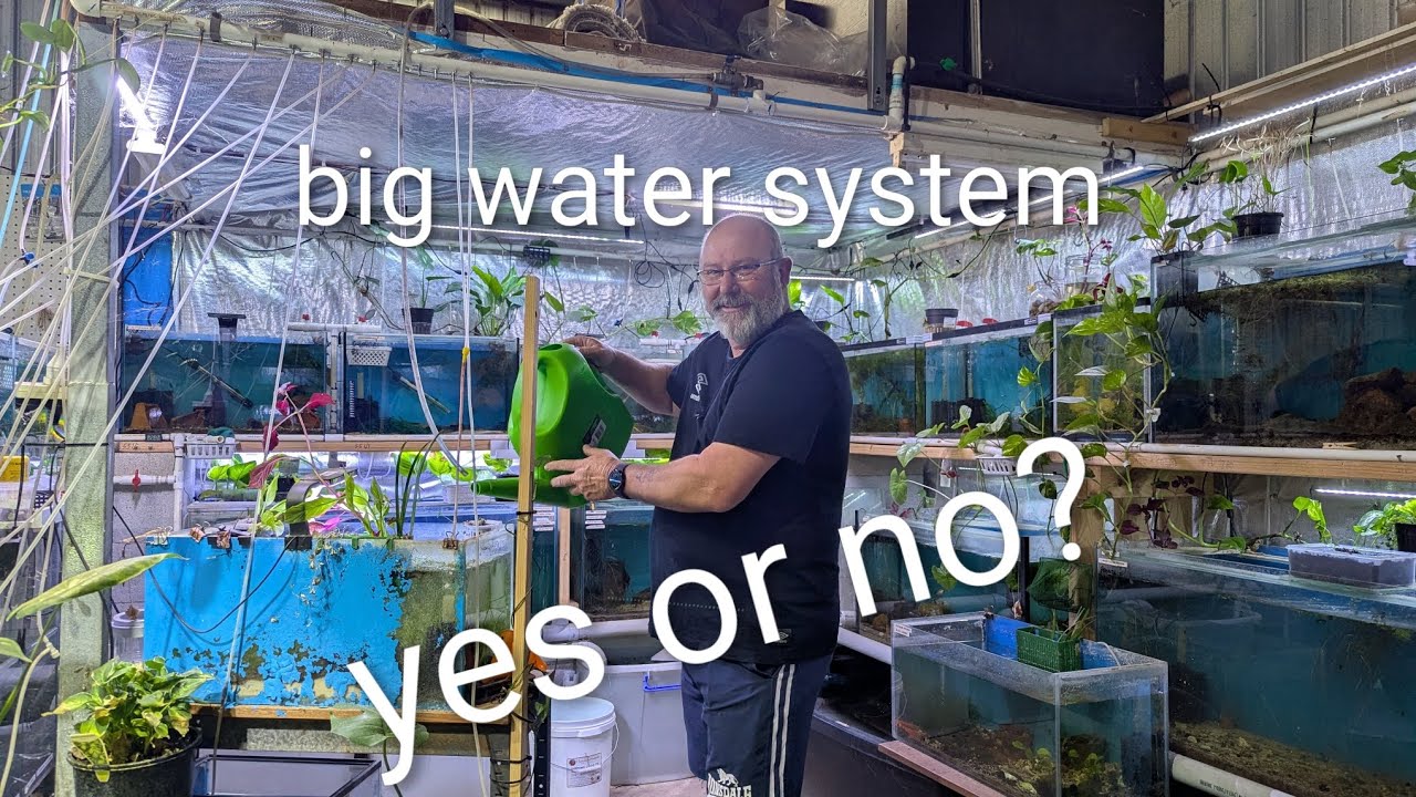 Goldfish breeding system having it all linked together or doing it in single tubs which is best