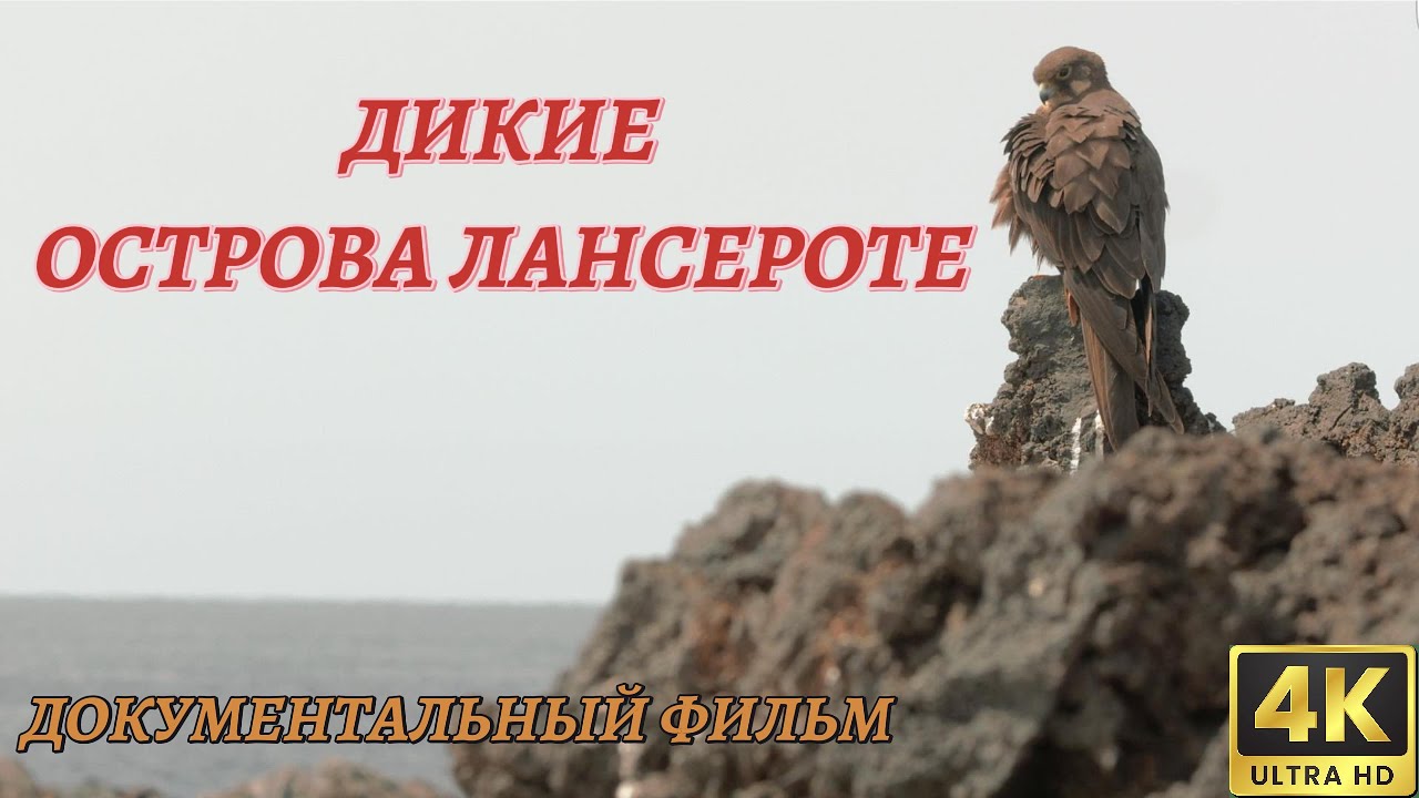 Мир Дикой Природы. Острова Лансароте. Документальный Фильм 4K.