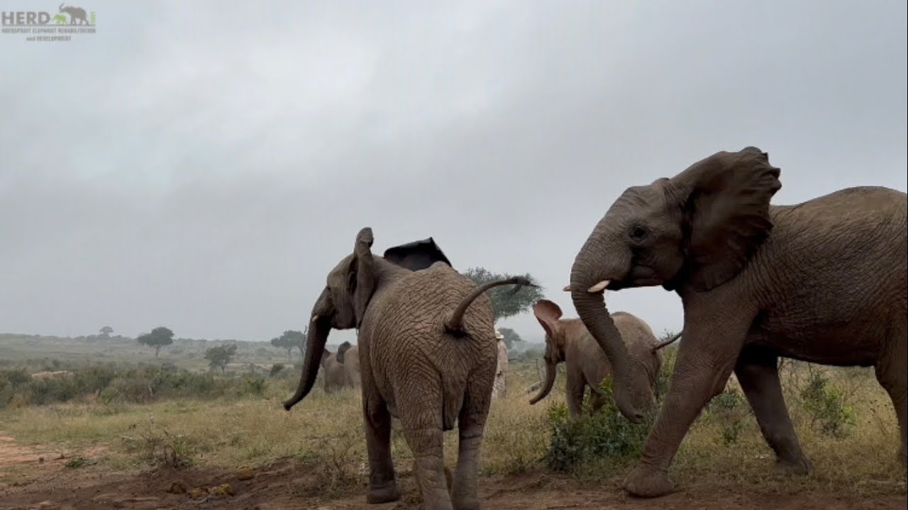 Tokwe Chases After Bubi! | The Other Elephants React to the Dramatic Moment