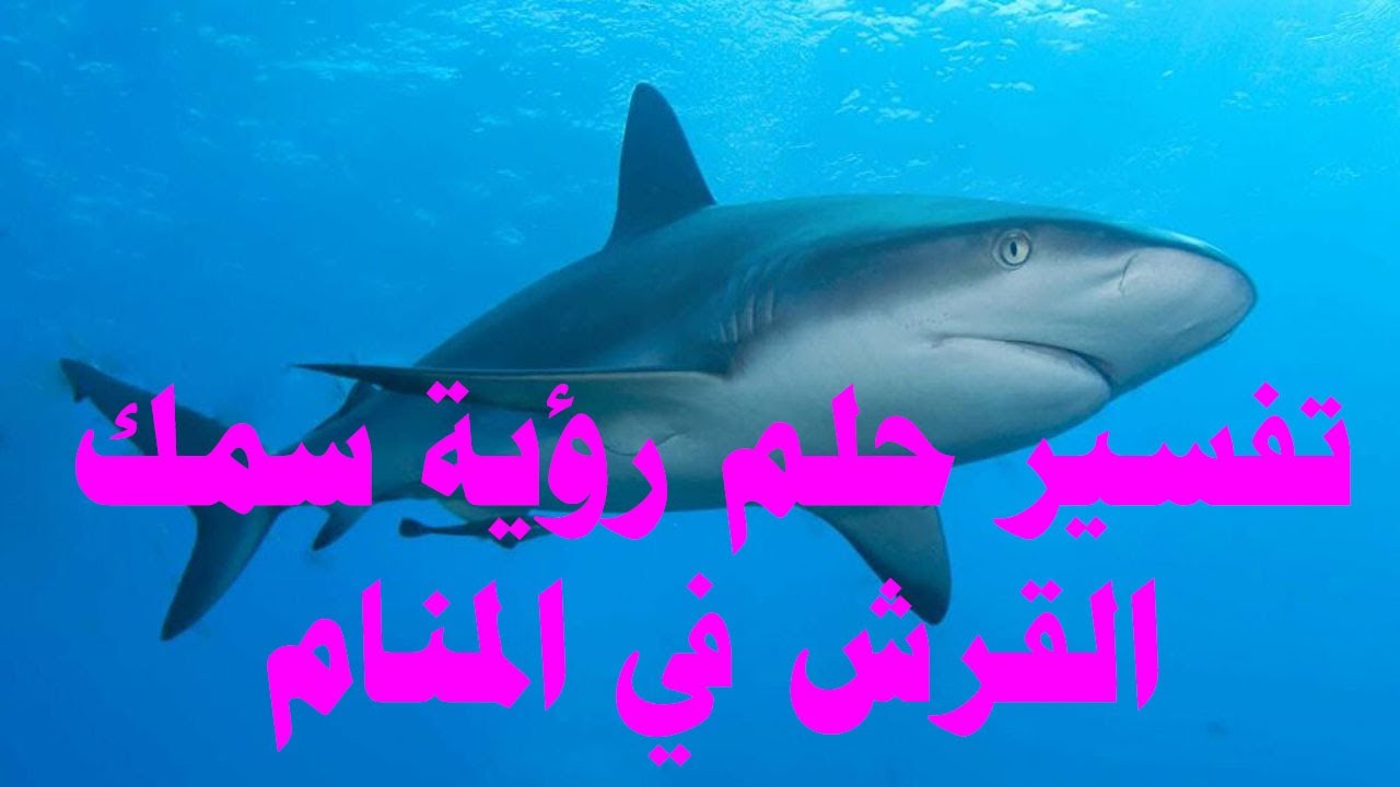 تفسير حلم رؤية سمك القرش في المنام