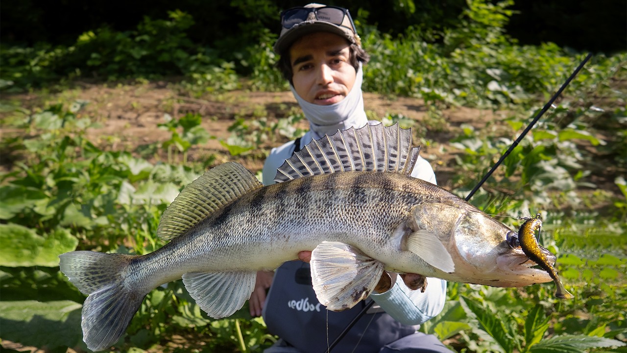 Drop-shot fishing in snags as the key to catching zander! Comparison with jig fishing. Spinning f...