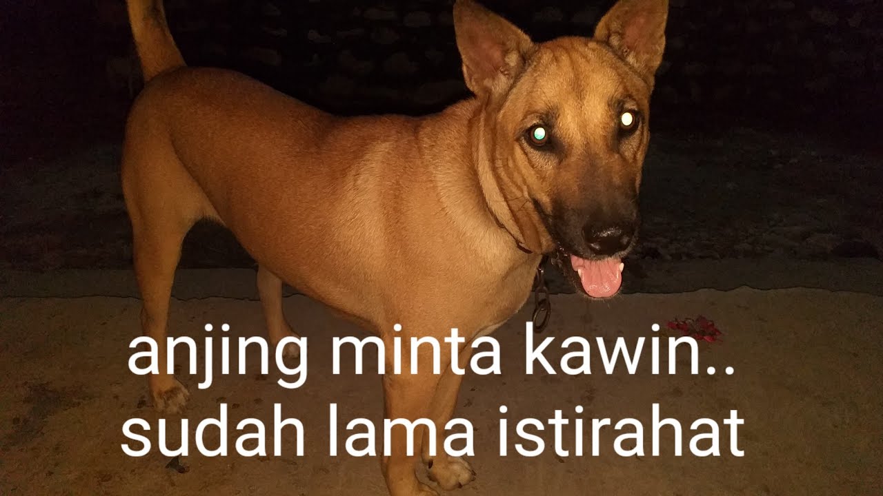 Anjing minta kawin#akibat sudah lama istirahat#cuti