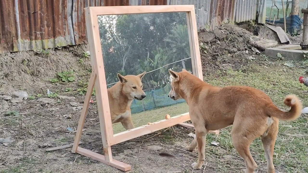 So Funny Dog Mirror Prank Hilarious Funny Angry dogs vs mirror reaction