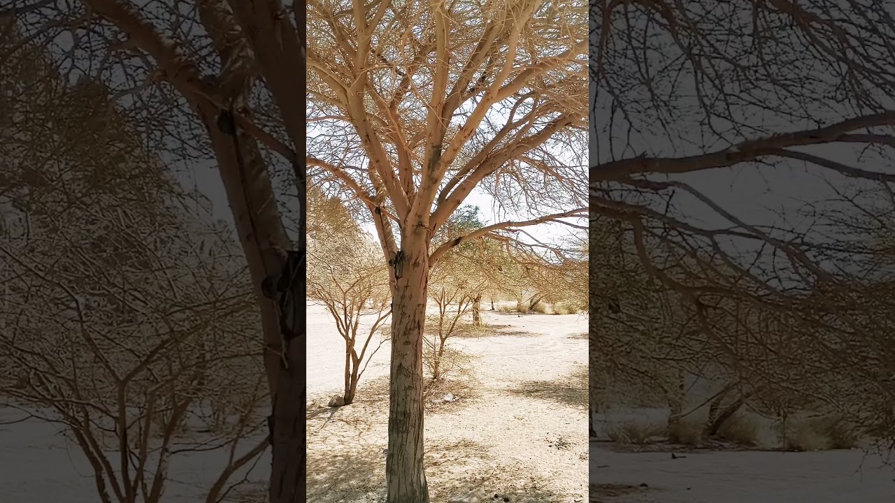 Al Baida Park - Wadi Jinn #park #madinah #shorts #magnet
