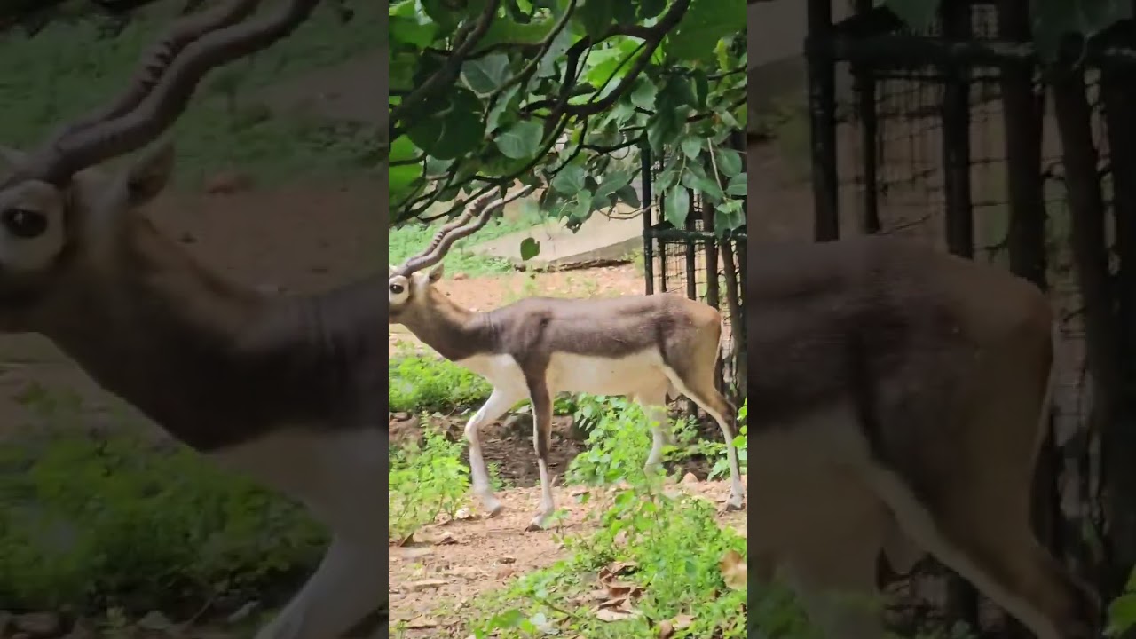 Thiruvananthapuram ZOO 2