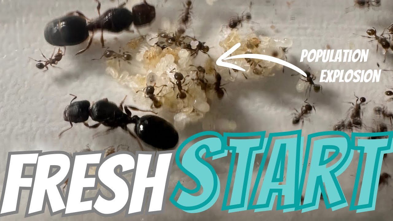 Rehousing My Ant Colonies: A Fresh Start!
