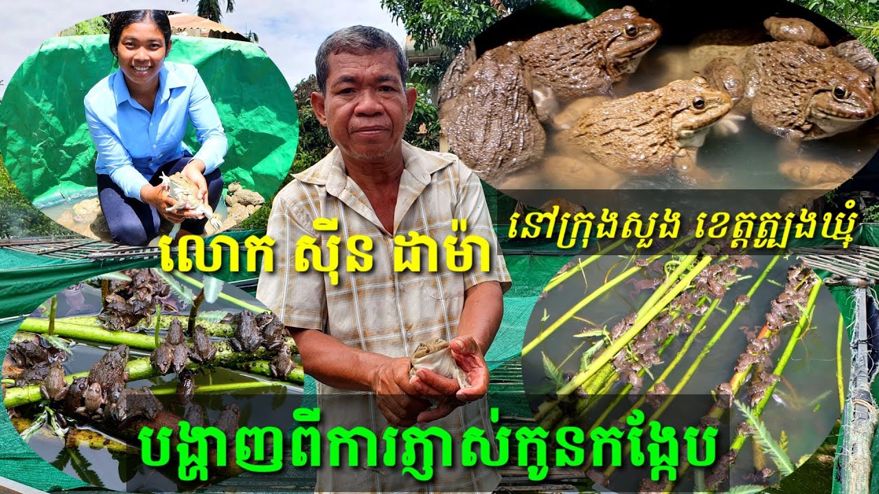 បទពិសោធន៍ភ្ញាស់កូនកង្កែប Frog hatching experience