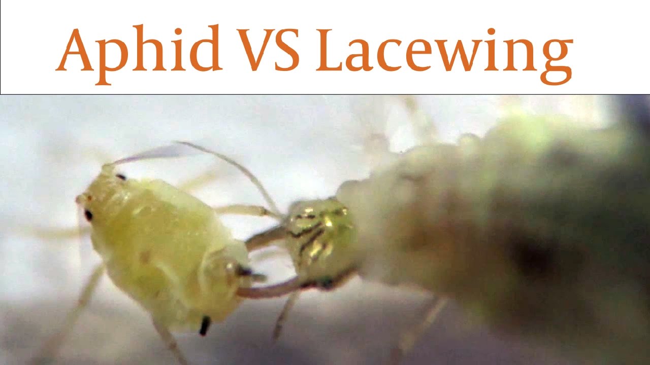 Lacewing Larvae Devours Aphids Alive in Real Time