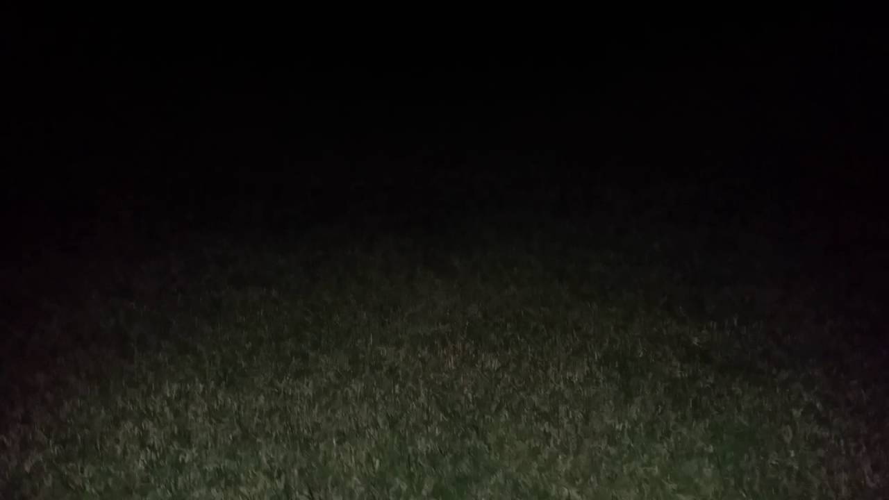 Spider eyes at night