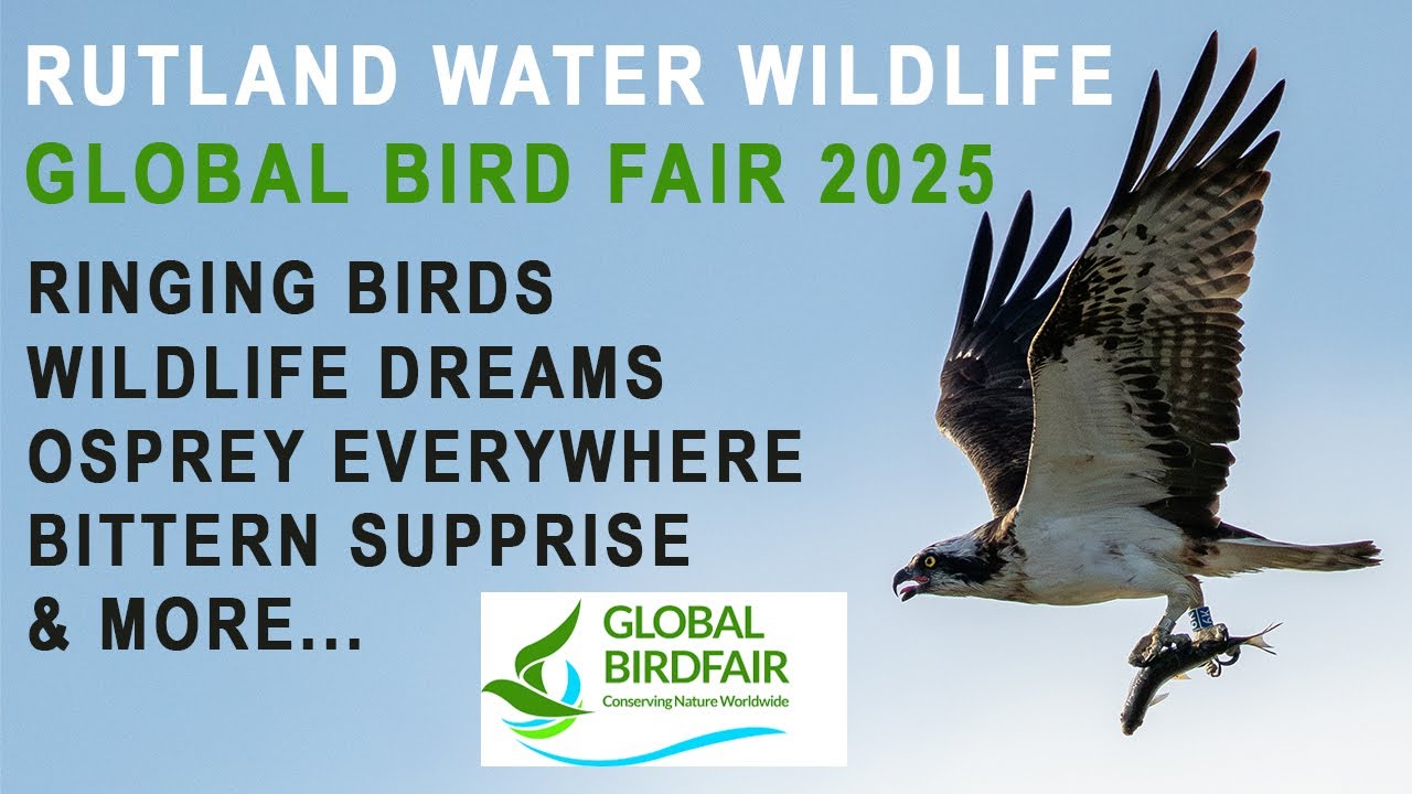 Global Bird Fair 2025 - Rutland Water Nature Reserve