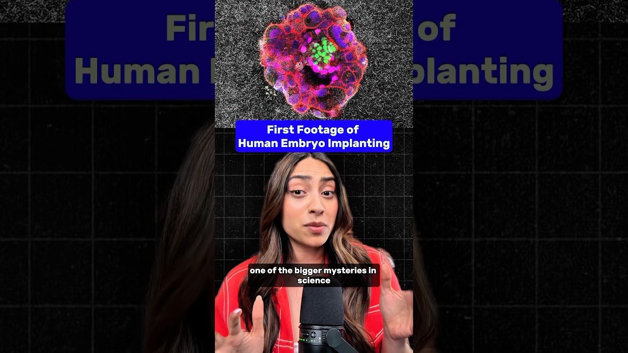 First Ever Footage of Human Embryo Implanting!!