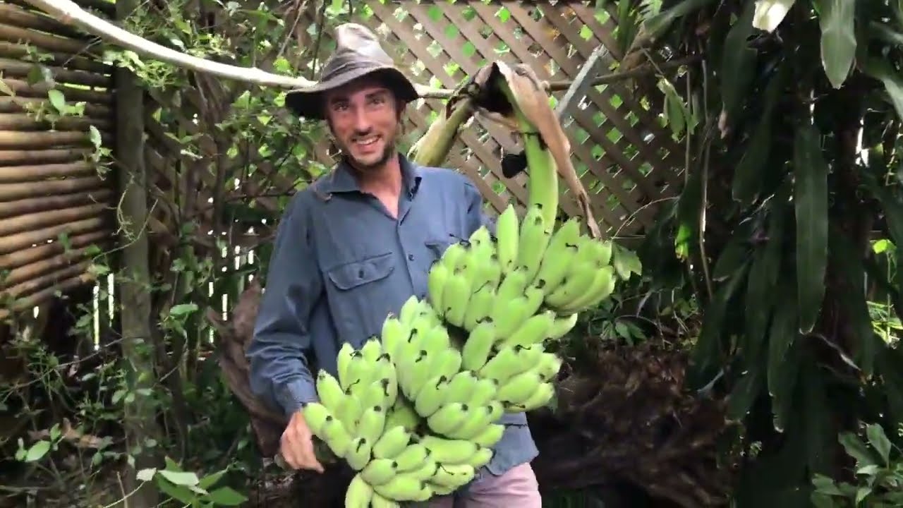 Urban Tropical Permaculture Garden Tour, Townsville