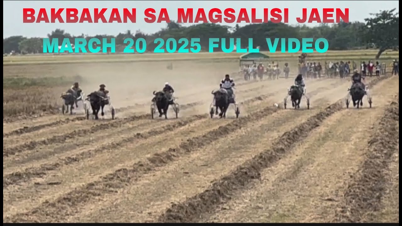 KARERA NG KALABAW SA BRGY MAGSALISI JAEN NUEVA ECIJA MARCH 20 2025 FULL VIDEO