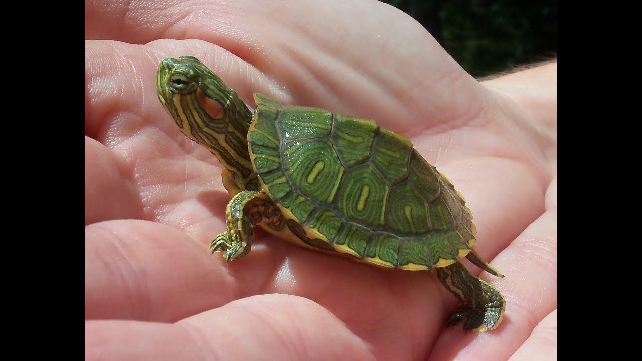 How To Care Green Turtle