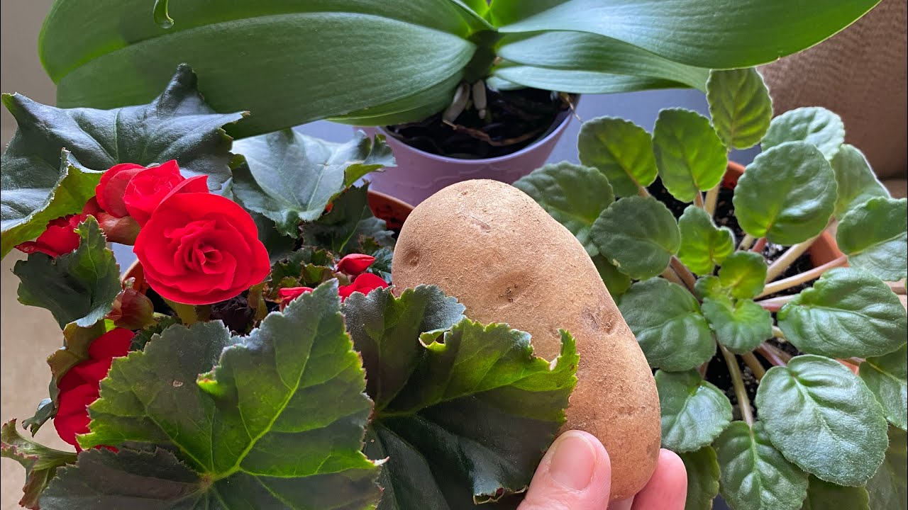 Bir Patates Kabuğuyla Çiçeklerim çıldırdı ❗️Bedava Gübre❗️Bu Gübre Olay Olur❗️Hemen İzle❗️
