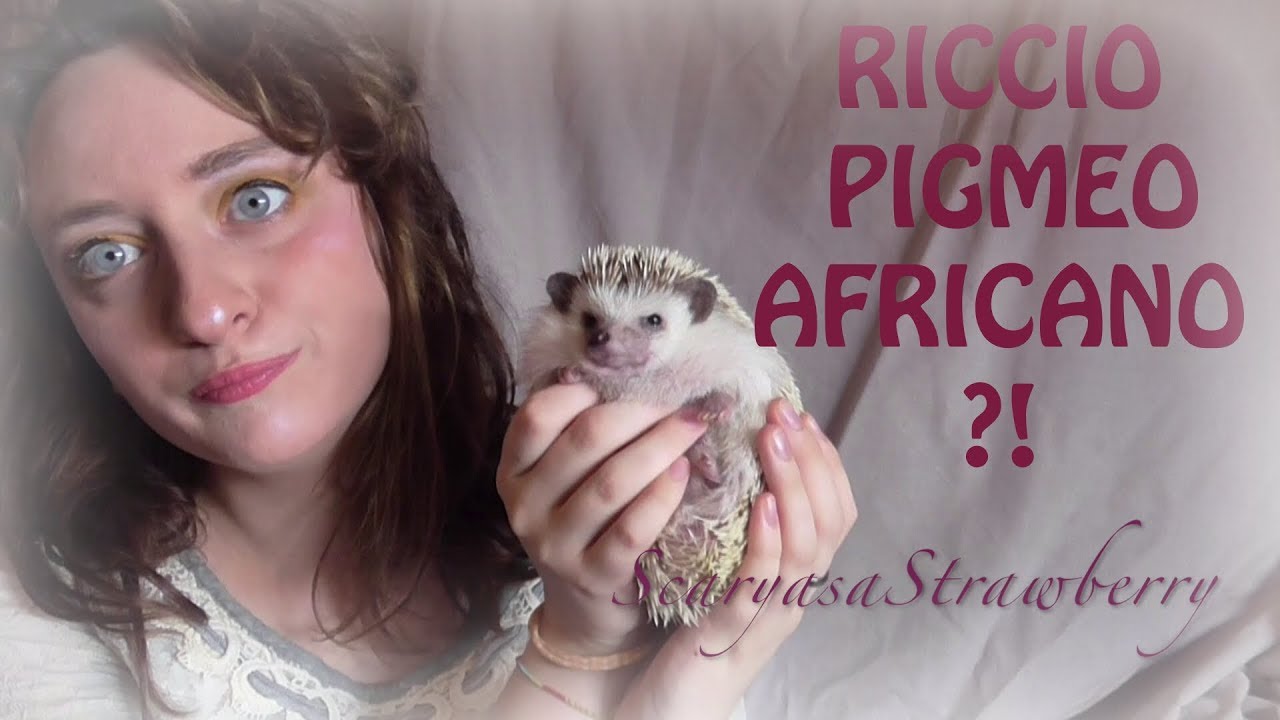 Riccio Pigmeo Africano: GUIDA PRATICA | 'PetSentiamoci'