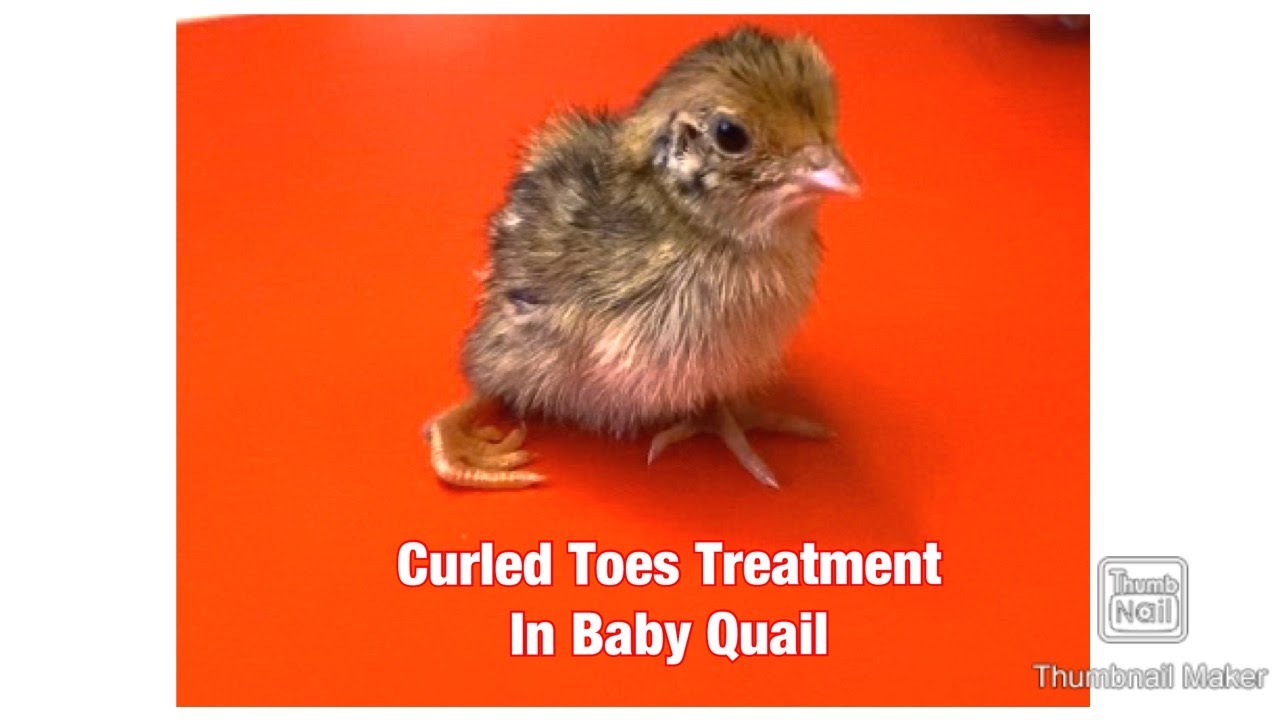 Raising Quail: Curled Toes Treatment in the Quail Chick
