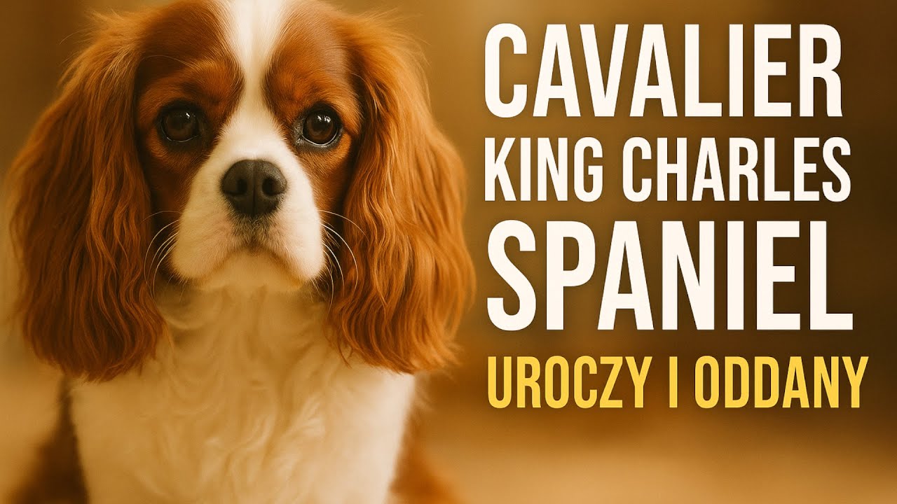 Cavalier wszystko co musisz wiedzieć o tej rasie