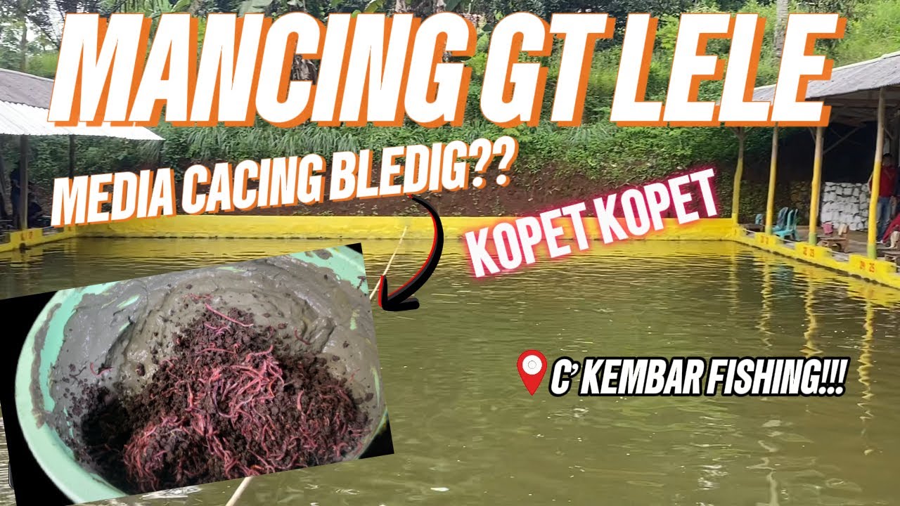 MANCING GT LELE MEDIA CACING BLEDIG?? DI EMPANG PEMBUKAAN C’KEMBAR FISHING!!!