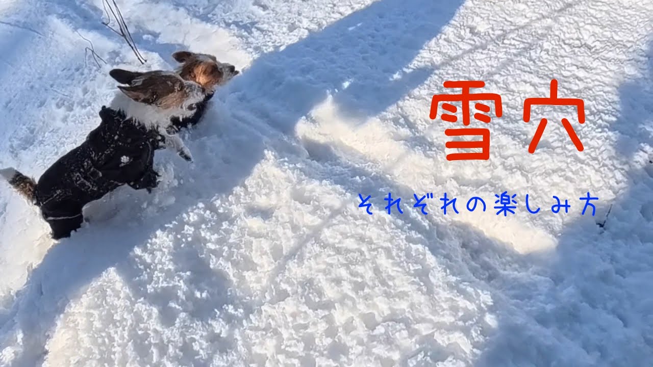 【ジャックラッセルテリア／雪あそび】白銀の世界なのに！？