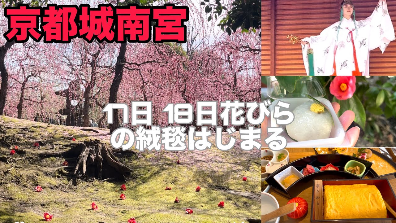【3月17日　18日 花びらの絨毯がはじまり美しい！見頃】春の京都なら城南宮 しだれ梅と椿の絶景　周辺の和菓子とランチもご紹介します