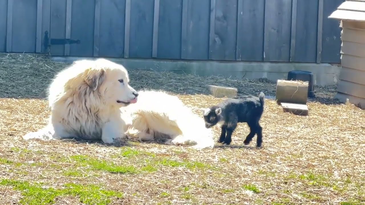 Adventures of a baby Pygmy goat running, jumping, and playing!