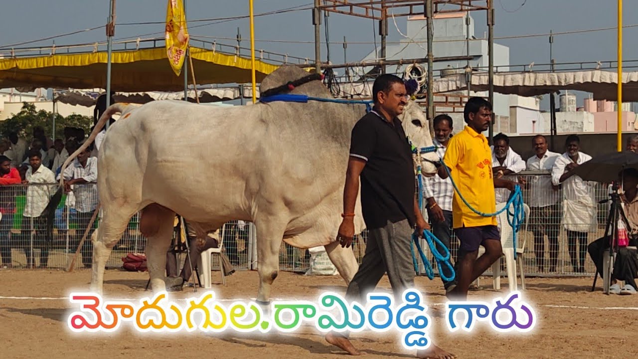 చిలకలూరిపేట న్యూ కేటగిరి 19వ మోదుగుల. రామిరెడ్డి గారు పెదపరిమి గ్రామం గుంటూరు జిల్లా..