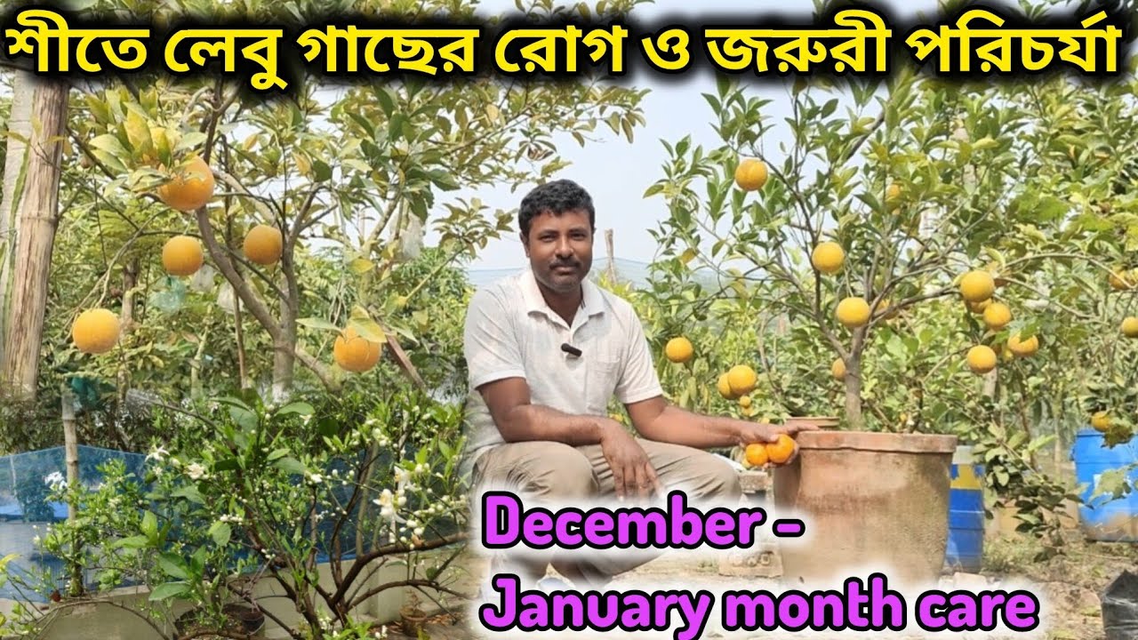 শীতে লেবু গাছের রোগের লক্ষণ ও জরুরী পরিচর্যা। citrus plant care in winter season. 