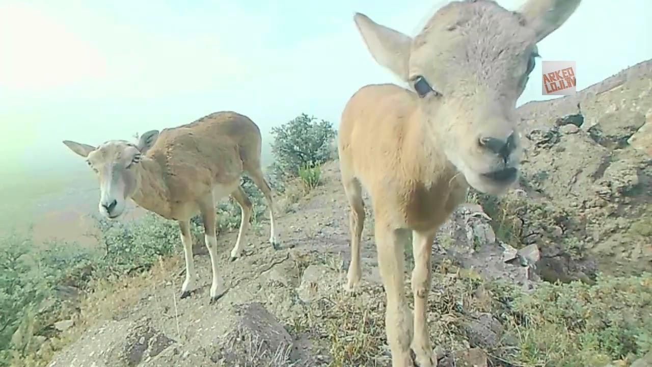 Karaman'ın hür koyunu: Anadolu yaban koyunları