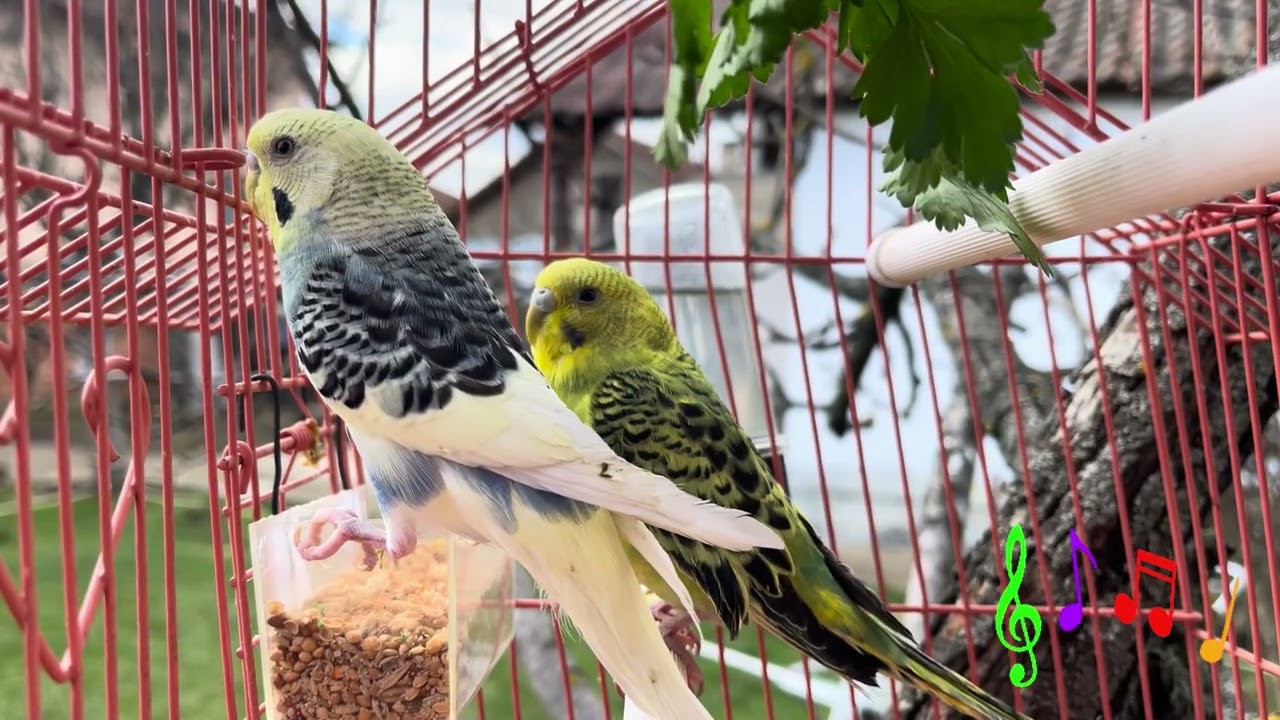 Relaxing Sound Singin Budgies 33 Minutes 🎶🎶