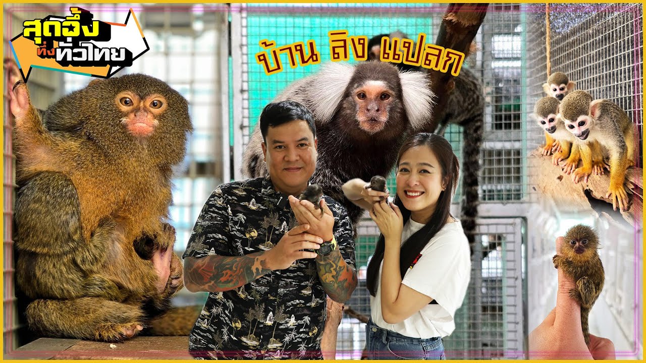 นักเลี้ยงลิงแปลกกับหลากหลายเรื่องราวอันน่าทึ่ง | สุดอึ้งทึ่งทั่วไทย